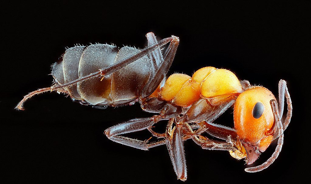Ant Control service in Kansas City, KS