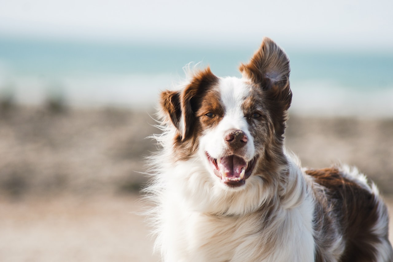 Flea & Tick Control service in Kansas City, KS