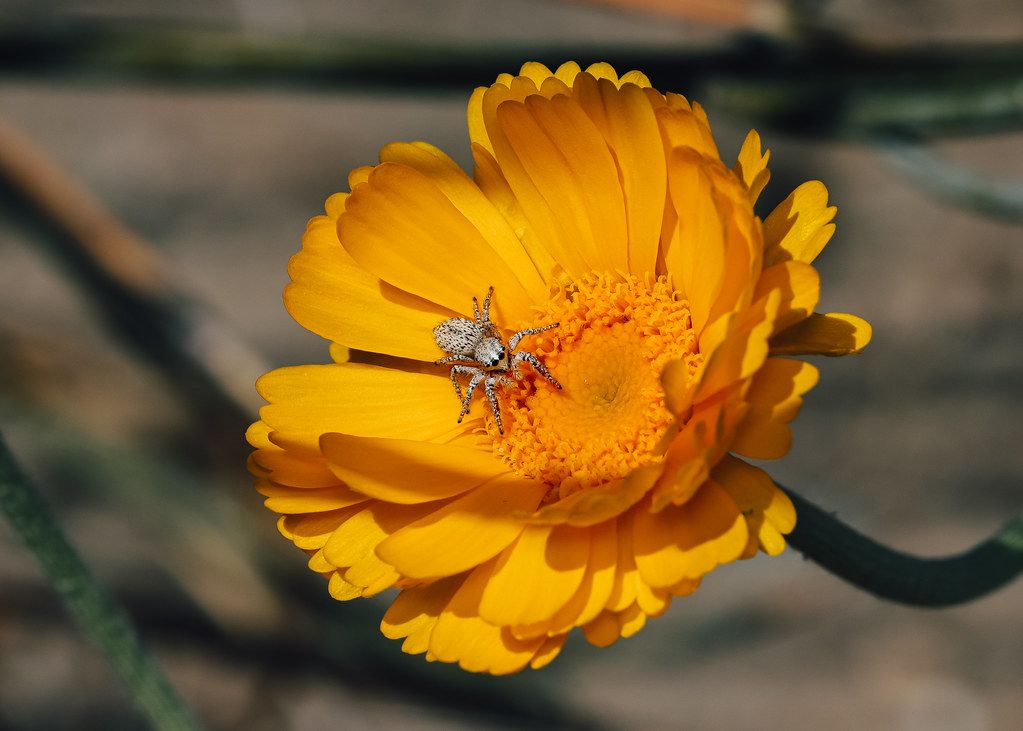Spider Control service in Kansas City, KS
